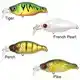 Bacra Shallow Runner Tiger